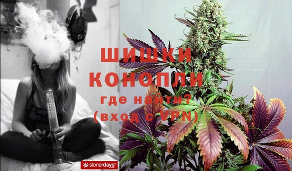 шишки Белокуриха